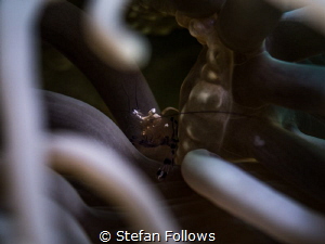 Eyes Within ... Clown Anemone Shrimp - Periclimenes brevi... by Stefan Follows 